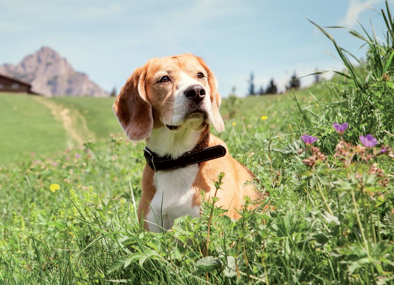 Beagle Day