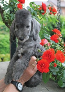 Bedlington-identikit-2