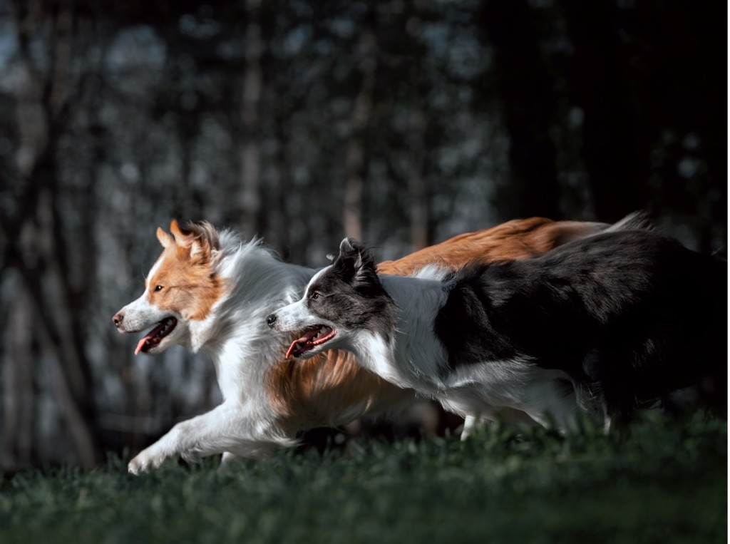 Border Collie