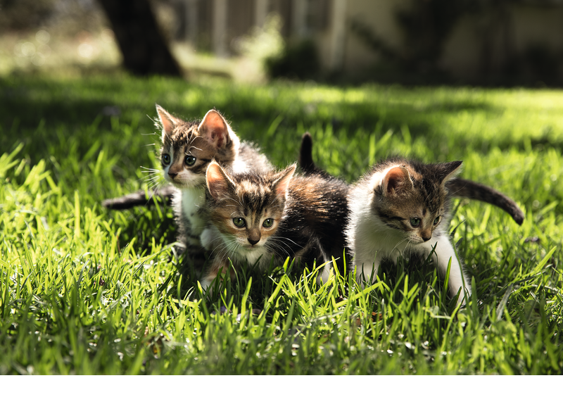 Cani abbandonati e gatti bisognosi