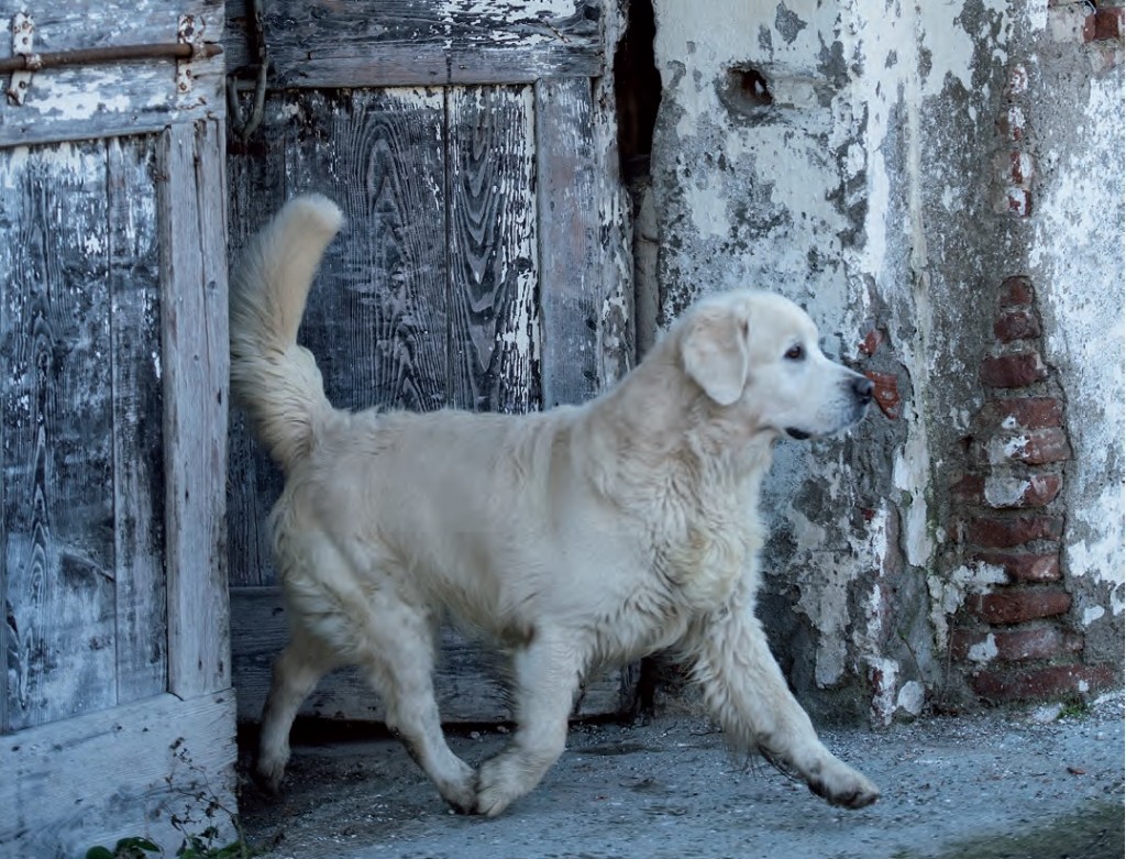 Golden Retriever