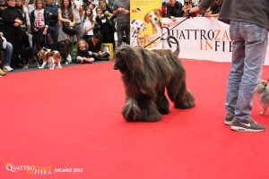 Quattrozampeinfiera a Padova