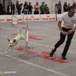 Quattrozampeinfiera a Padova