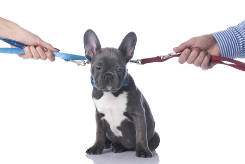 A chi spetta il cane