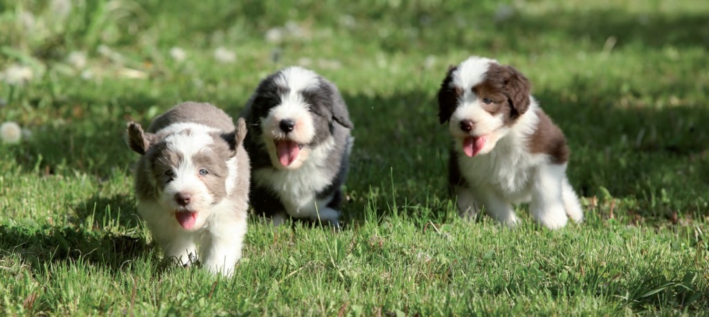 Bearded Collie