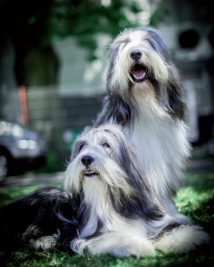 Bearded Collie