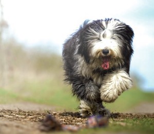 Bearded Collie