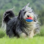 Bearded Collie