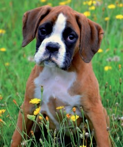 Boxer (9)