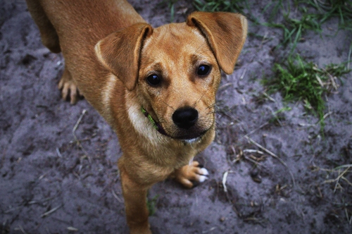 Cagnolina in calore