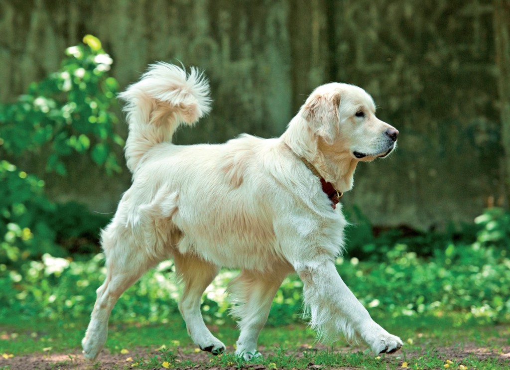 Golden Retriever