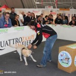 Quattrozampeinfiera a Milano