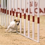 Agility Dog