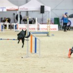 Agility Dog: sport favoloso