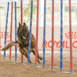 Agility Dog: sport favoloso