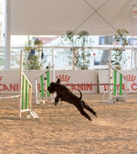 Agility Dog