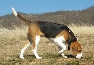 Cane salvato da una grotta