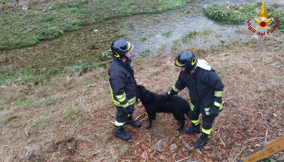 Salvano il cane