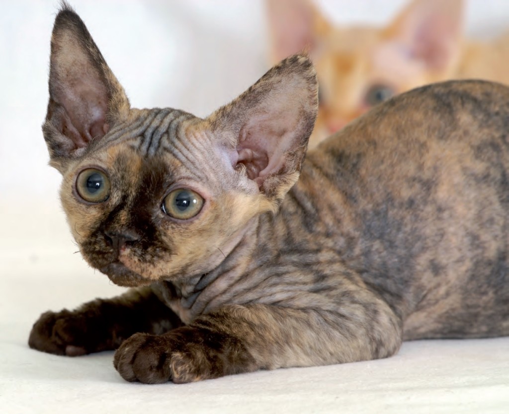 Devon Rex: identikit di un amore