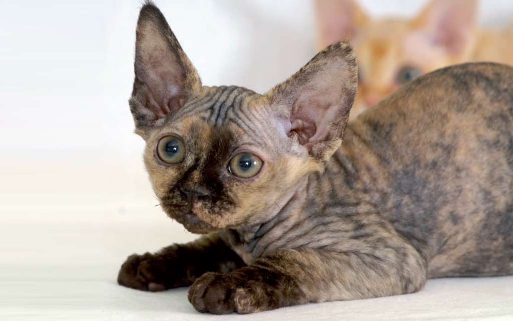 Devon Rex