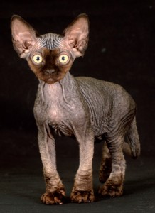 Devon Rex