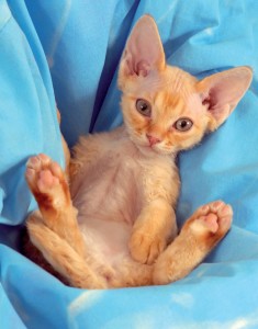 Devon Rex