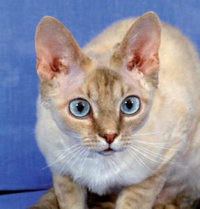 Devon Rex