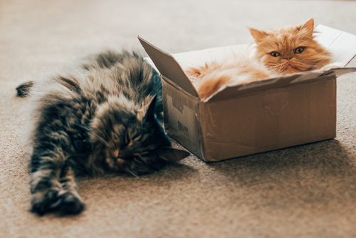 Gatti e scatole