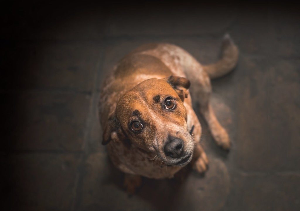 Il mio cane soffre d'ansia