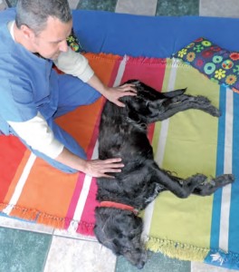 Shiatsu per cani