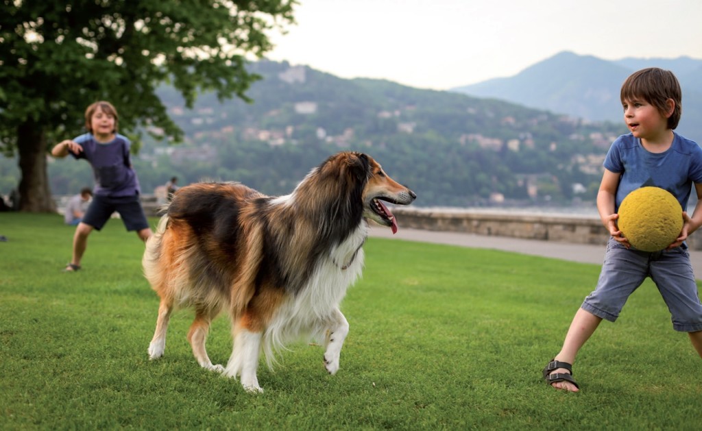 Il gioco per il cane e il gatto