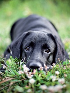 Il gioco per il cane e il gatto