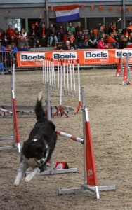 Agility-Dog (3)