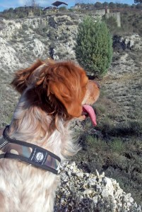 Amicizia tra uomo e cane