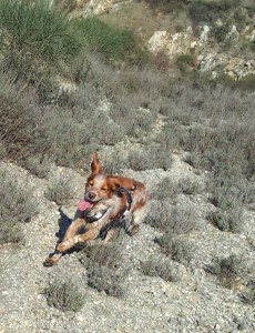 Amicizia tra uomo e cane