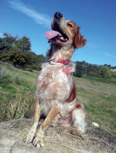 Amicizia tra uomo e cane