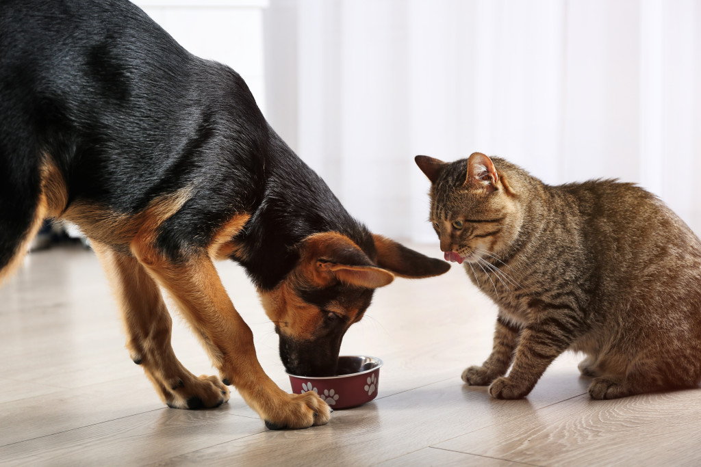 Cibo per gatti e cani: i sei elementi fondamentali