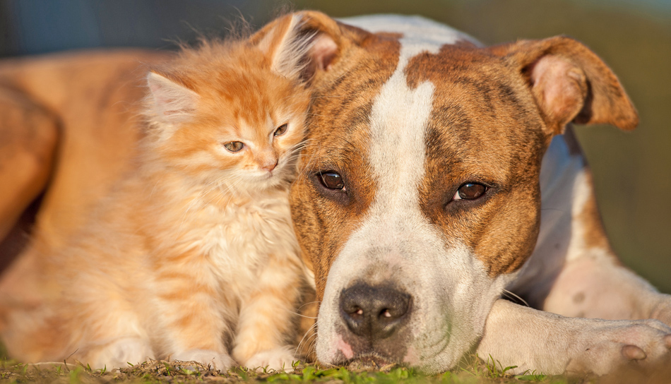 Cosa dargli da mangiare in estate: consigli per Fido e Micio