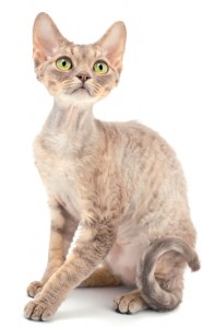 Devon Rex