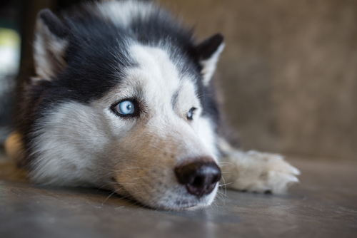 Dobbiamo imparare dai cani