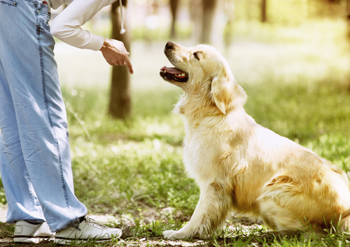 Educare il cane