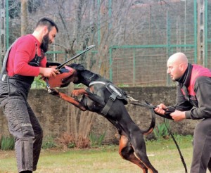 Educare il cane