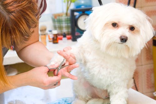 Toeletta per il cane