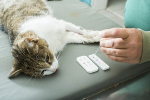 Trasfusione-di-sangue-per-il-gatto (1)