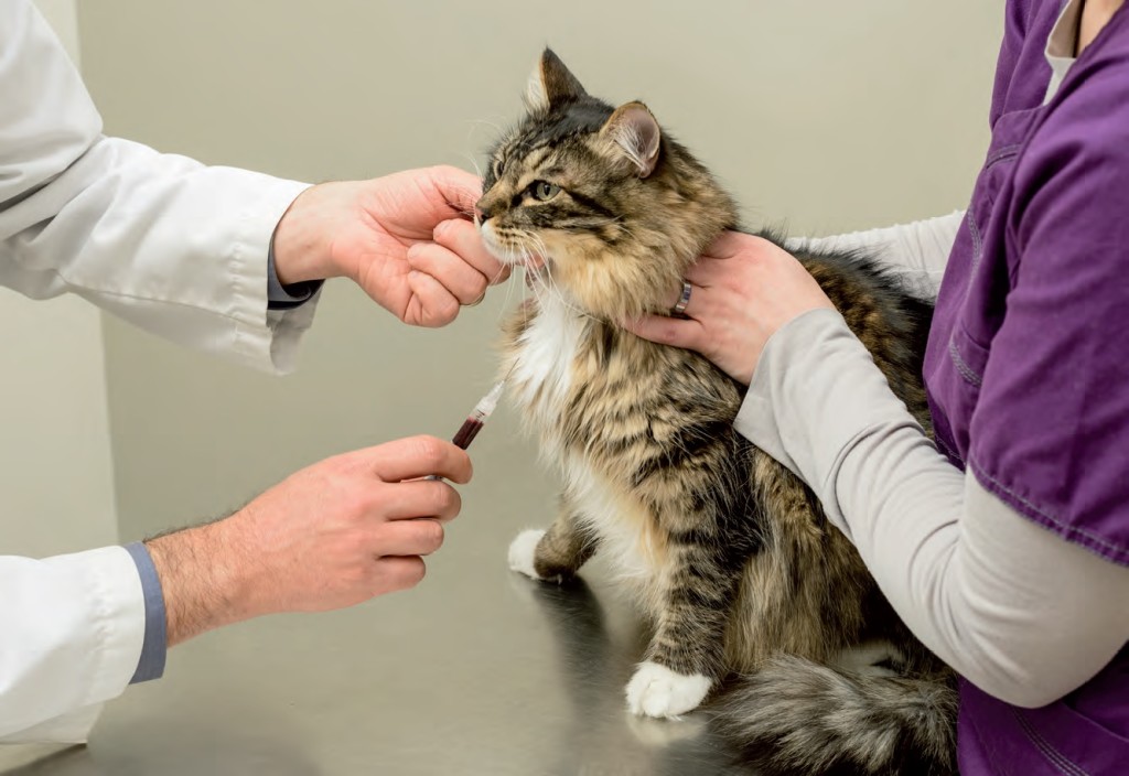 Trasfusione di sangue per il gatto