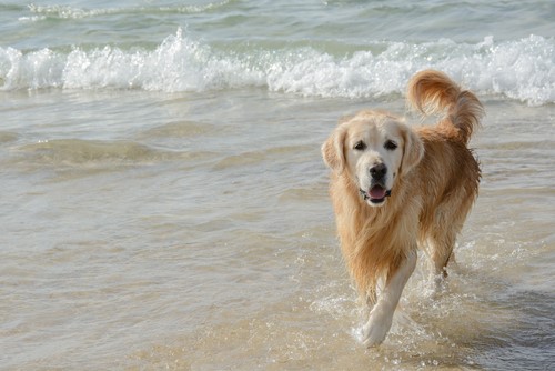 Vacanza con il cane e il gatto: giochi e relax