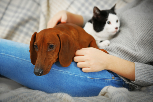 Vivere con un cane o un gatto