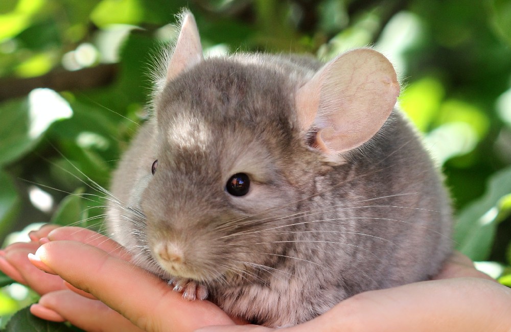 adottare un cincillà come animale domestico