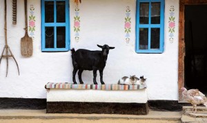 agriturismo con il cane