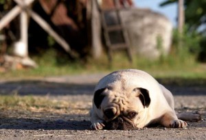 agriturismo con il cane